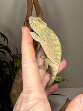 Load image into Gallery viewer, AMBANJA FEMALE Panther Chameleon: Neon Nights x Tango (S18)