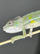 Load image into Gallery viewer, Ambilobe male panther chameleon: Flash x Opal (E22)