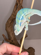 Load image into Gallery viewer, AMBANJA Panther Chameleon: (E9)