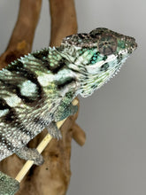 Load image into Gallery viewer, Sambava Male: Marley x Mabel (E11)