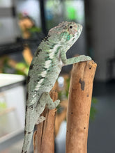 Load image into Gallery viewer, ANKILOBE Panther Chameleon: Ankify x Ambilobe (R10)