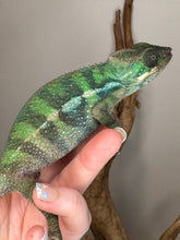 Load image into Gallery viewer, š Ambilobe Panther Chameleon ā Male (E17) | Aslan x Flash Line) Captive-Bred | Personality-Plus