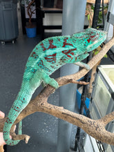 Load image into Gallery viewer, AMBANJA Panther Chameleon: (E8)