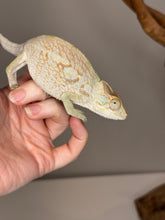 Load image into Gallery viewer, AMBANJA FEMALE Panther Chameleon: đș (R5)