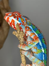 Load image into Gallery viewer, AMBILOBE Panther Chameleon: (J1)
