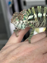Load image into Gallery viewer, ANKILOBE Panther Chameleon: Ankify x Ambilobe (Q4)