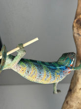 Load image into Gallery viewer, Stunning Ambilobe panther chameleon at FramsChams.com