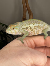 Load image into Gallery viewer, AMBANJA FEMALE Panther Chameleon: Neon Nights x Tango (S20)