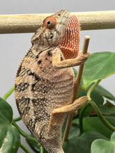 Load image into Gallery viewer, Ambilobe FEMALE: Sunny D x Skittles 🚺 (S4)
