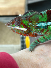 Load image into Gallery viewer, Ambilobe Panther Chameleon Riot/JJ/Bolt J7