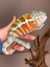 Load image into Gallery viewer, AMBANJA Panther Chameleon: (J7)