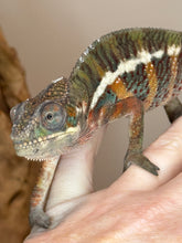 Load image into Gallery viewer, AMBILOBE Panther Chameleon: (E18)