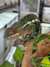 Load image into Gallery viewer, AMBILOBE Panther Chameleon: Frank x Sandy (J9)