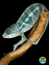 Load image into Gallery viewer, AMBILOBE Male Panther Chameleon: (E35)
