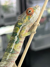 Load image into Gallery viewer, AMBILOBE male: Sam x Amie (Q4)