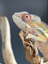 Load image into Gallery viewer, AMBILOBE panther chameleon: Flash x Opal (R13)
