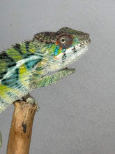 Load image into Gallery viewer, AMBILOBE Panther Chameleon: (E16)