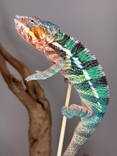 Load image into Gallery viewer, AMBILOBE Male Panther Chameleon: (K1)