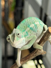 Load image into Gallery viewer, AMBILOBE Panther Chameleon: (E19)