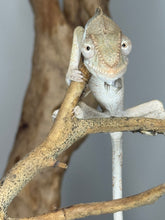 Load image into Gallery viewer, AMBILOBE FEMALE Panther Chameleon: šŗ (S3)