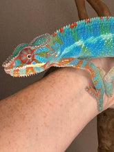 Load image into Gallery viewer, AMBILOBE Panther Chameleon male: (J1)