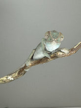 Load image into Gallery viewer, SAMBAVA FEMALE Panther Chameleon: 🚺 (S10)