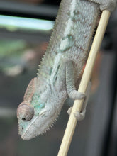 Load image into Gallery viewer, AMBILOBE Panther Chameleon: Sam x Georgia (R7)