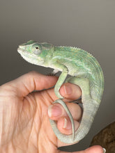 Load image into Gallery viewer, AMBILOBE Panther Chameleon: (E4)