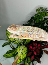 Load image into Gallery viewer, Ambilobe Male (R10)