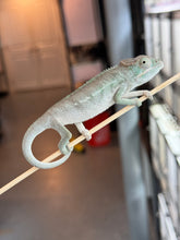 Load image into Gallery viewer, AMBANJA Panther Chameleon x WC male (I4)