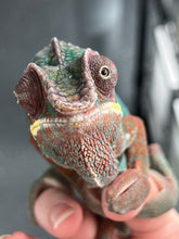 Load image into Gallery viewer, Ambilobe Panther Chameleon Riot/JJ/Bolt
