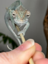 Load image into Gallery viewer, AMBILOBE FEMALE Panther Chameleon: Rogue x Phoenix (S11)