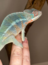 Load image into Gallery viewer, AMBILOBE Male Panther Chameleon: (E33)