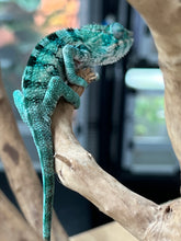 Load image into Gallery viewer, AMBANJA/NOSY FALY male (E16)