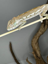 Load image into Gallery viewer, AMBANJA FEMALE Panther Chameleon: Dubois x Ellie (S3)
