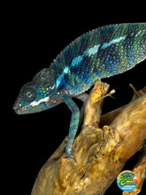 Load image into Gallery viewer, AMBILOBE Male Panther Chameleon: (E31)