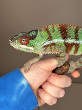 Load image into Gallery viewer, AMBANJA Panther Chameleon: (J8)