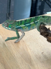Load image into Gallery viewer, AMBILOBE Panther Chameleon: Frank x Sandy (C5)