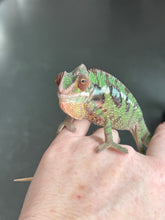 Load image into Gallery viewer, SAMBAVA Panther Chameleon: Marley x Mabel (J1)