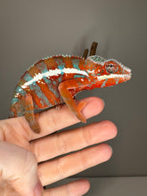 Load image into Gallery viewer, AMBILOBE Panther Chameleon: (J7)