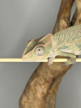 Load image into Gallery viewer, Ambilobe Male Panther Chameleon: Flash x Opal (E12)