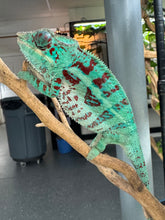 Load image into Gallery viewer, AMBANJA Panther Chameleon: (E8)