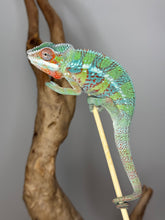 Load image into Gallery viewer, AMBILOBE Male Panther Chameleon: (E5)