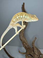 Load image into Gallery viewer, NOSY BE FEMALE Panther Chameleon: šŗ (S12)