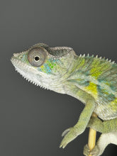 Load image into Gallery viewer, Ambilobe male panther chameleon: Flash x Opal (E22)