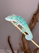 Load image into Gallery viewer, AMBANJA Panther Chameleon: (E9)