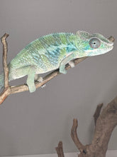 Load image into Gallery viewer, AMBILOBE Male Panther Chameleon: (E2)