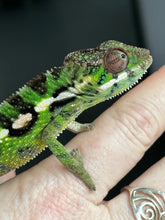 Load image into Gallery viewer, Sambava Male: Marley x Mabel (E1)