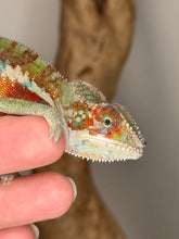 Load image into Gallery viewer, AMBILOBE Panther Chameleon: (E31)