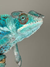 Load image into Gallery viewer, AMBANJA Panther Chameleon: (E21)